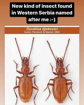 Сербские научные работники назвали новый вид жуков в честь Джоковича